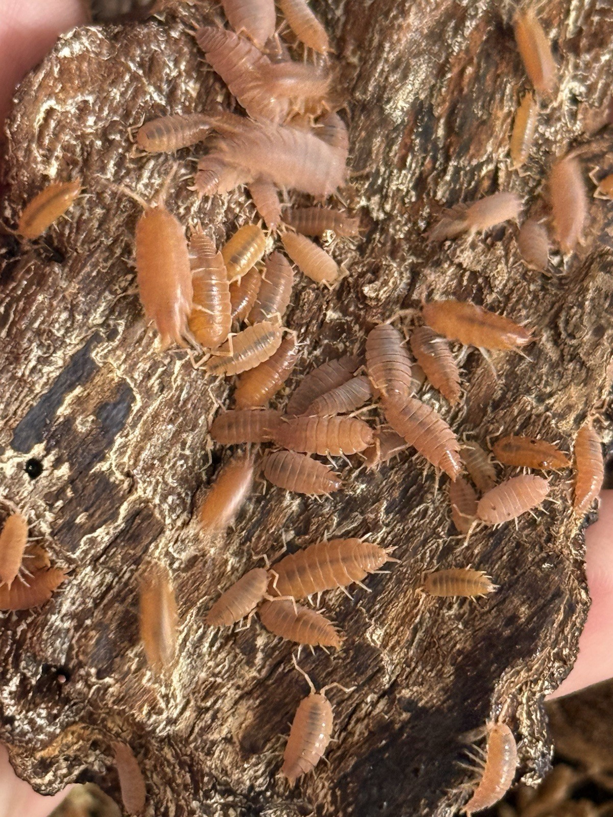 LIVE POWDER ORANGE ISOPODS Cleaning Crew Bioactive FREE SHIPPING