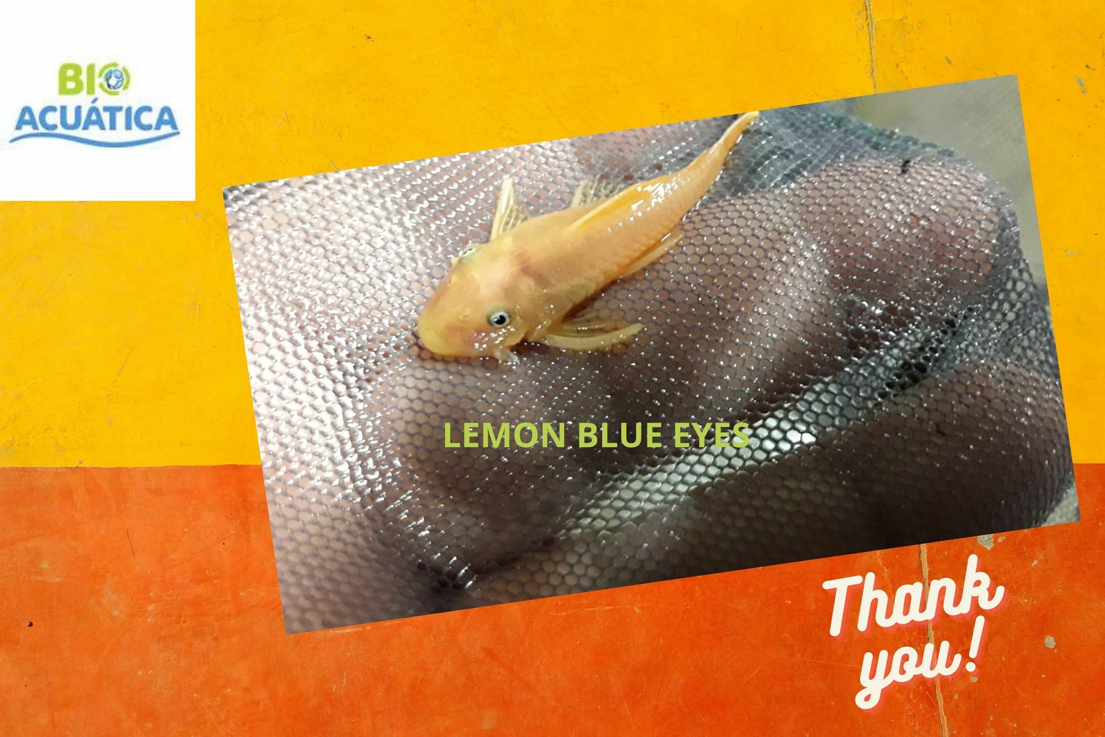 BEAUTIFUL BLUE EYE LEMON BRISTLENOSE ANCISTRUS 1 to 1.5 "