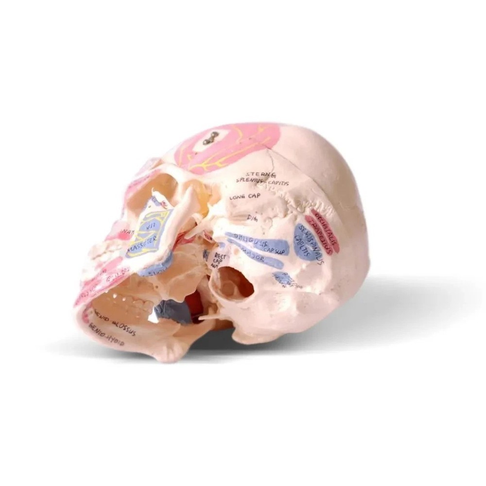 Skull Model with Muscle Attachments