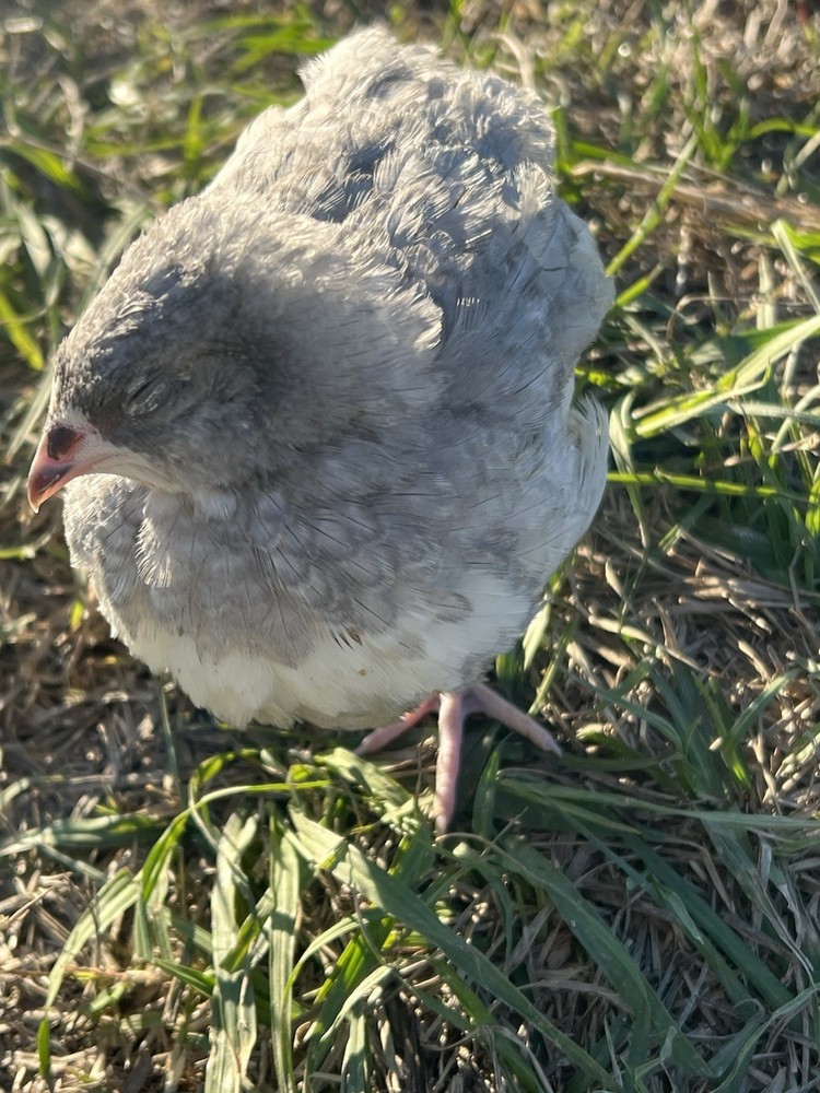 30 + mix count Coturnix hatching eggs