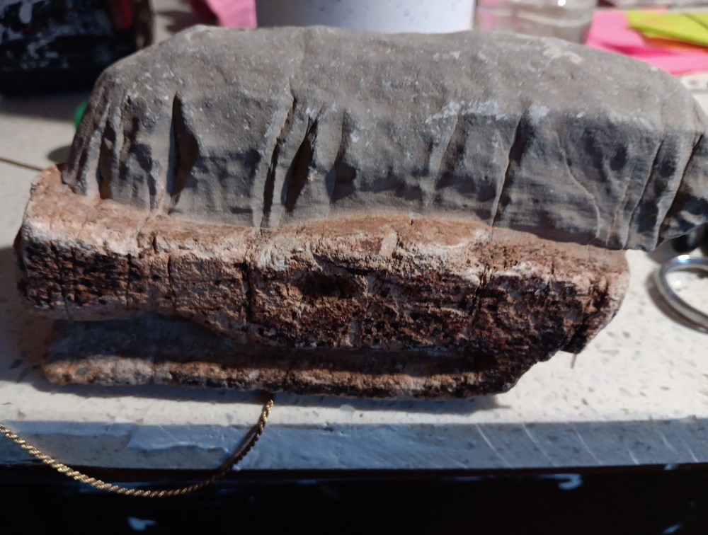 Prehistoric  Fossil