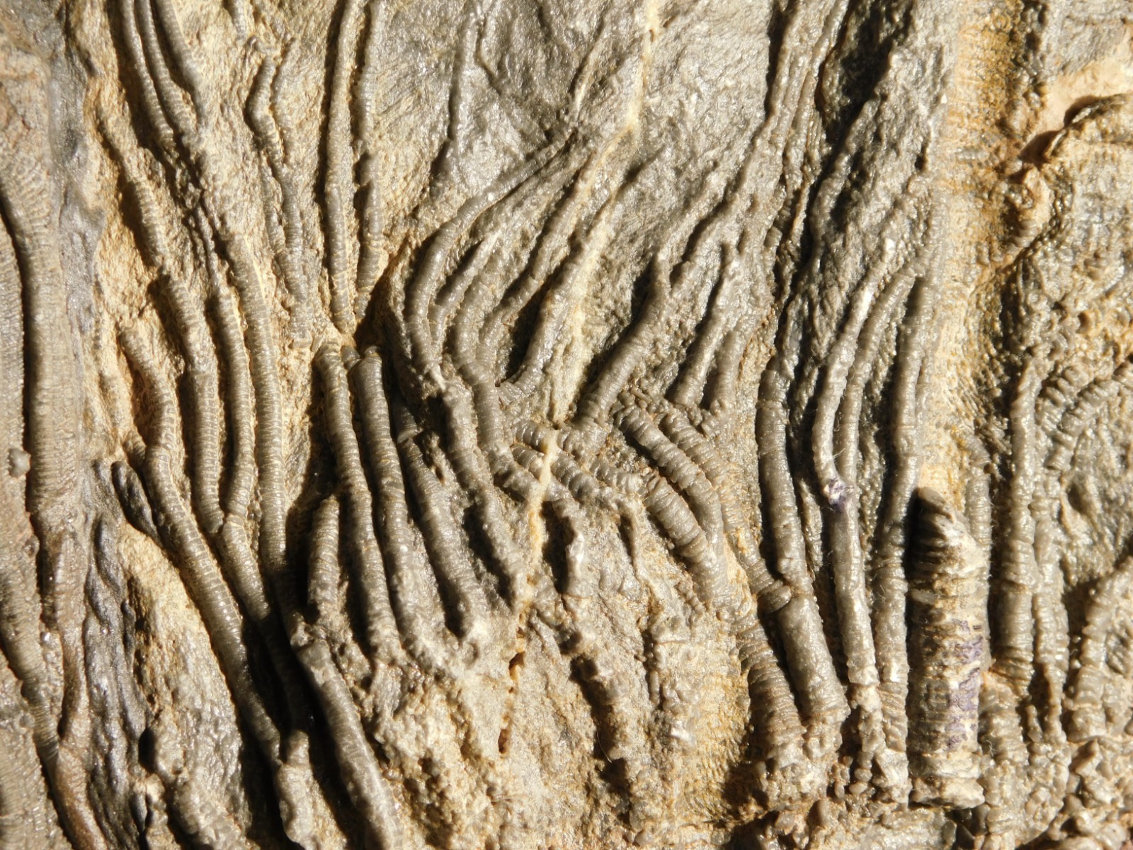 BIG! 430 Million Year Old! CRINOID Fossil or Sea LILY Fossil Morocco 1570gr