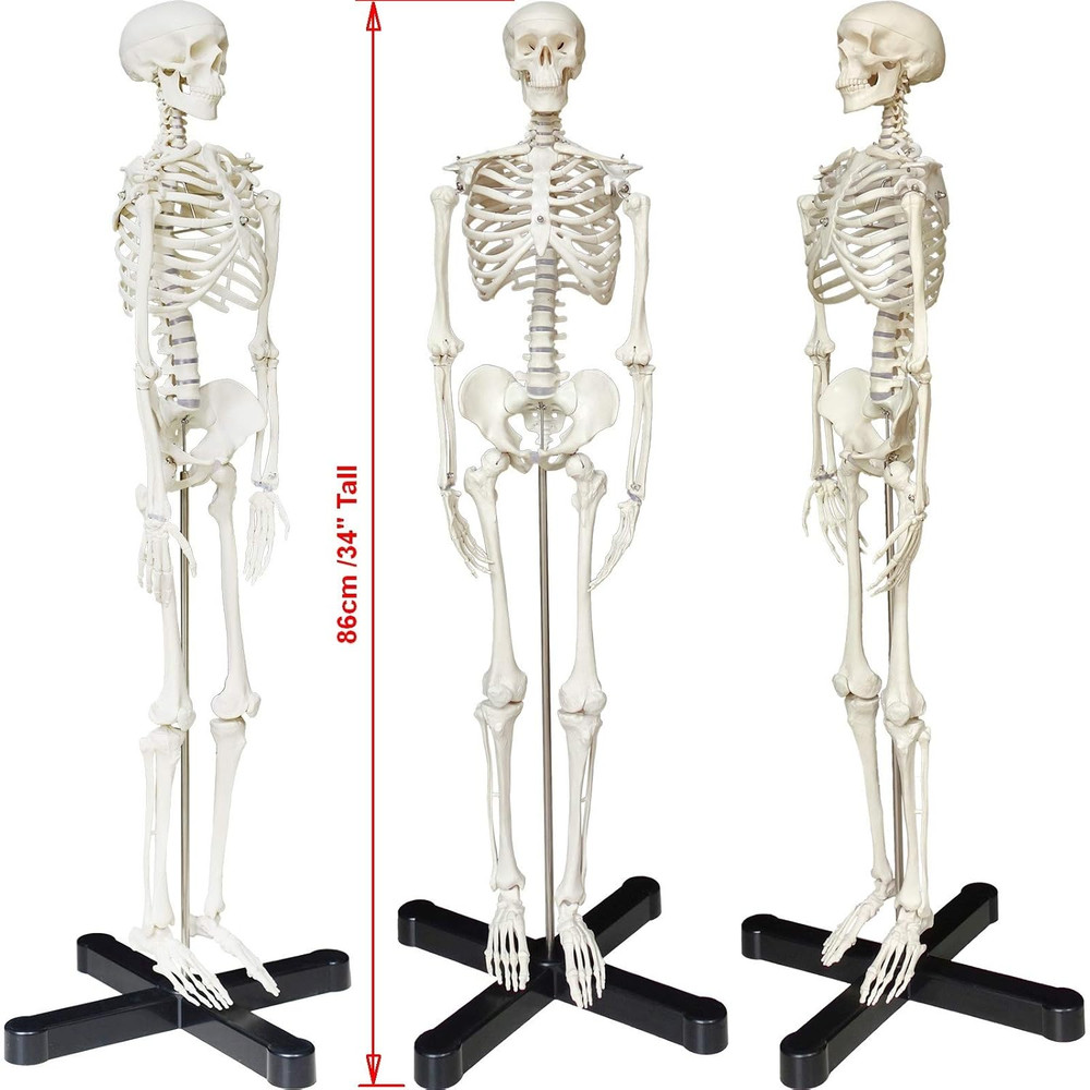 Mini Human Skeleton Model 33.5" Anatomy Study Display