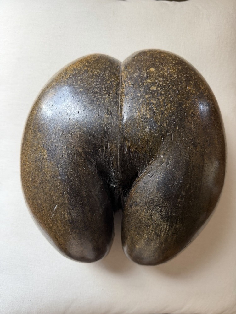 Coco De Mer Coconut, Seychelles Coconut