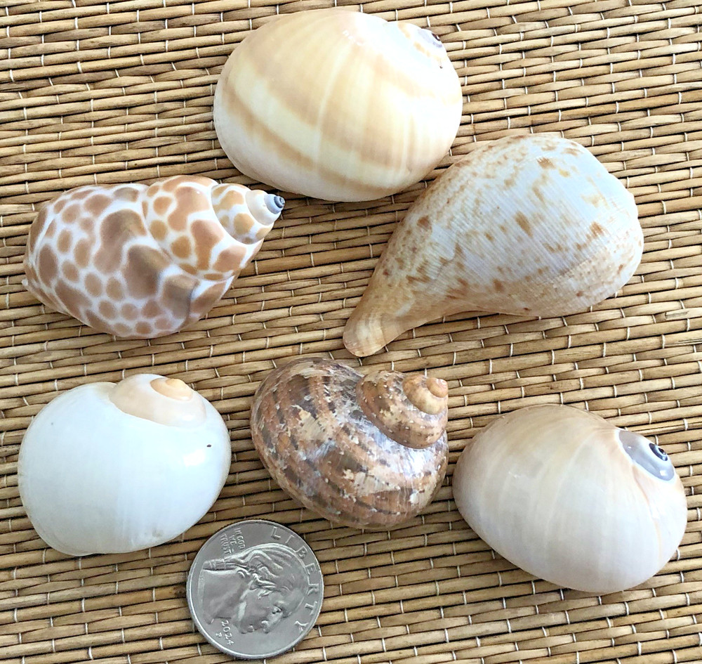 6 MEDIUM SEA SHELLS FOR YOUR GROWING HERMIT CRABS