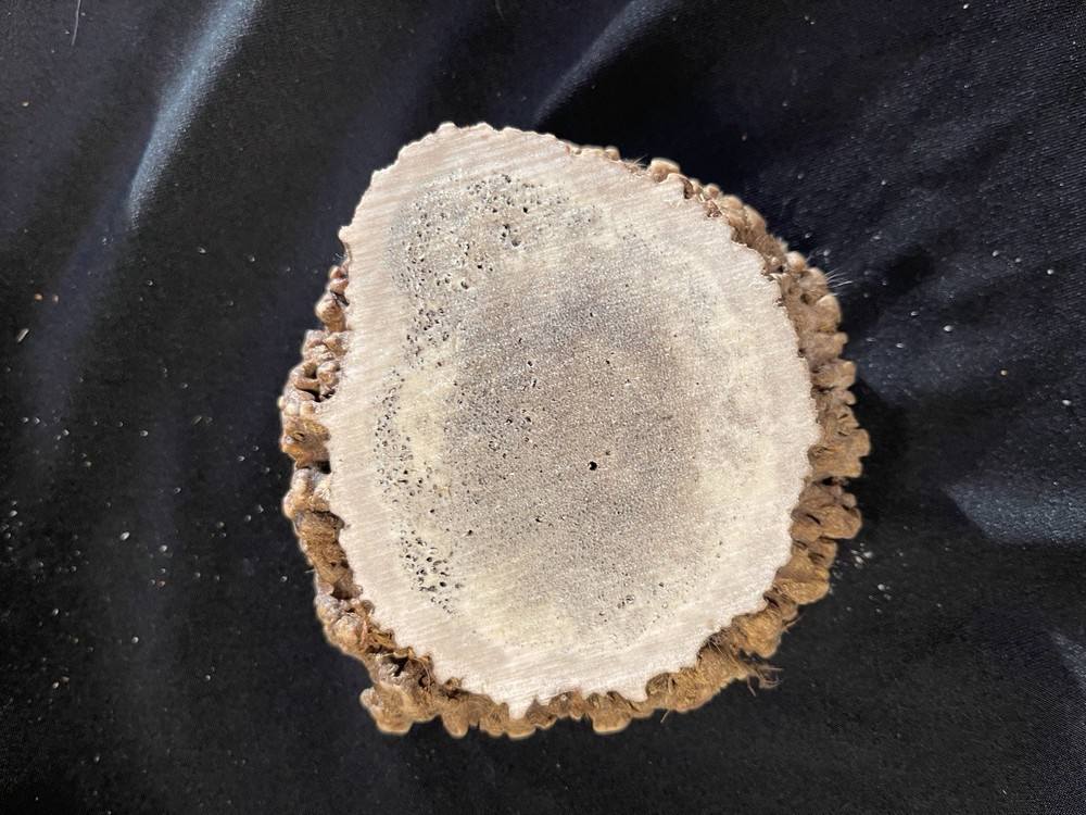 NICE LARGE ELK BURR/ROSETTE/CROWN
