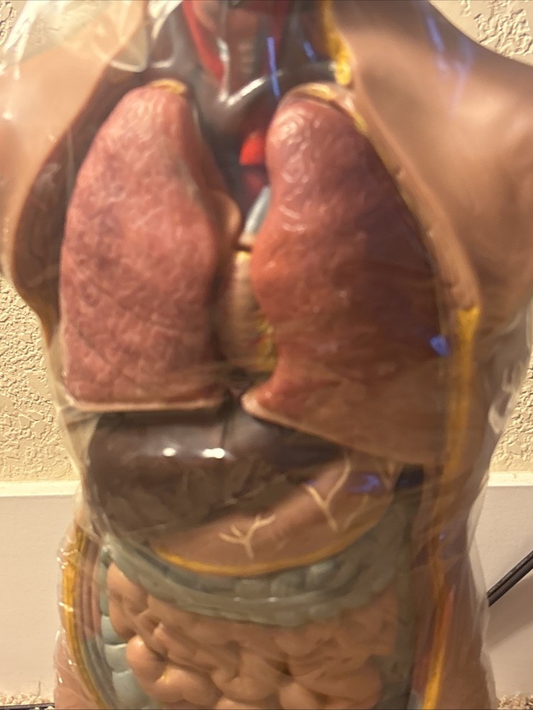 Human Torso Model 50cm
