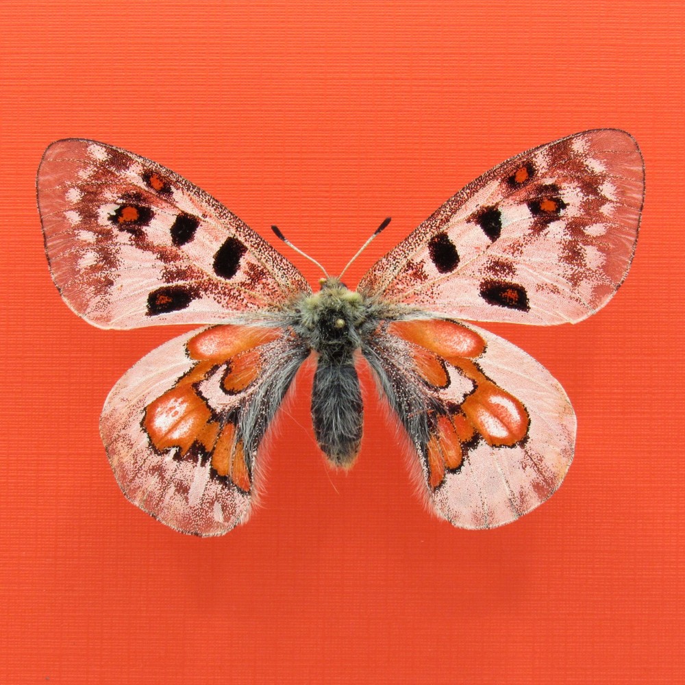 Real mounted butterfly - Parnassius wiskotti hybrid - female - RARE - A1