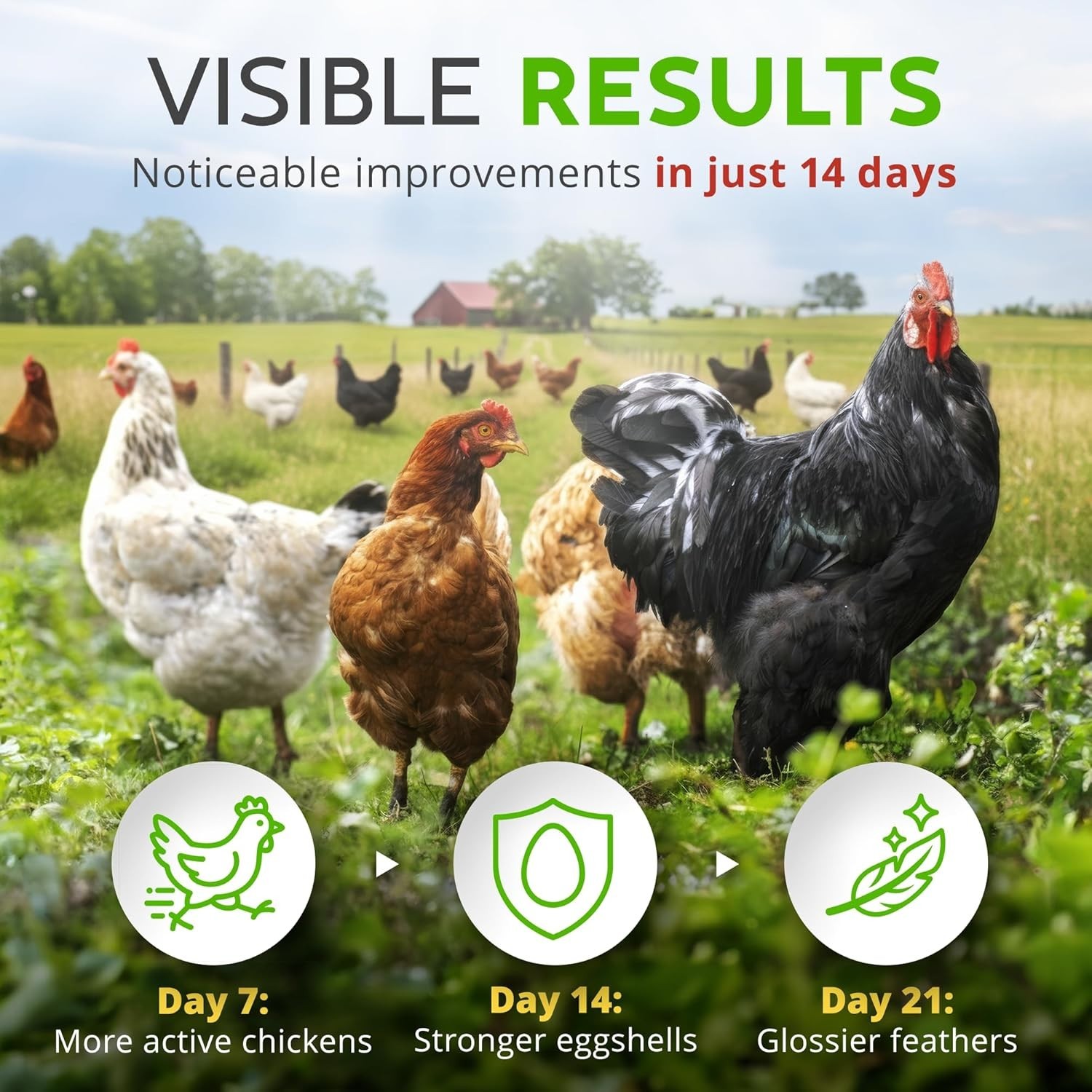 Buff Clucks Herb Supplement for Backyard Chickens for Daily Wellness - USA