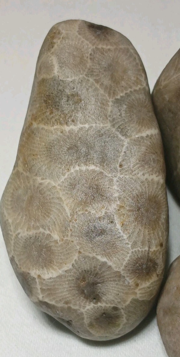 Natural Michigan Petoskey Stones • 4pc Unploshed • Great Lakes Fossil Coral