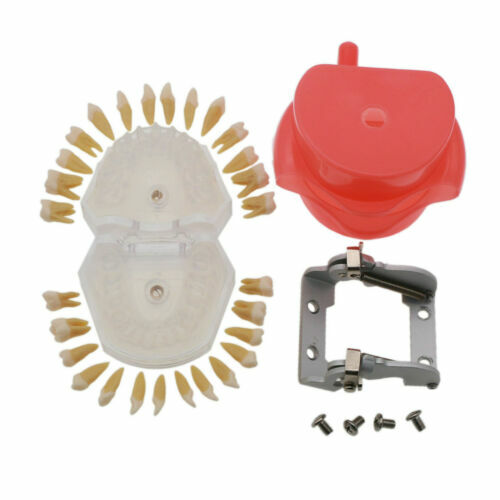 Dental Ortho Teeth Model Implants Practice Teaching Restortion Brushing Model