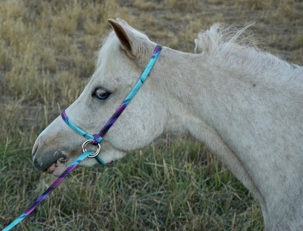 Halter All Extra Small Miniature Foal, Mini Adjustable Slip Lead PATTERN USA