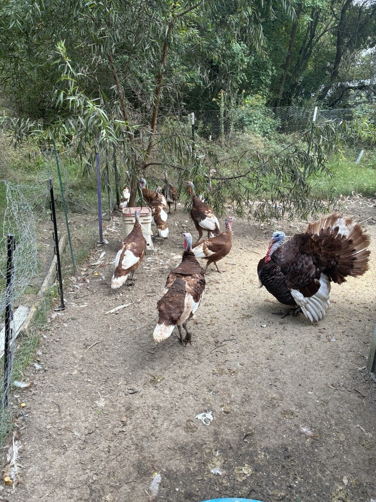 2ct Bourbon Red Turkey Hatching Eggs