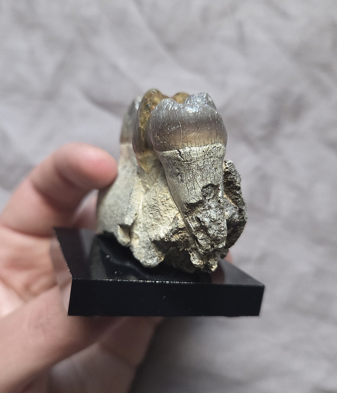 Rare Giant Hell Pig Archeotherium Fossil Jaw W Teeth Eocene Mammal South Dakota