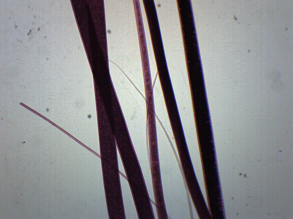 Wool - Prepared Microscope Slide - 75x25mm - Eisco Labs