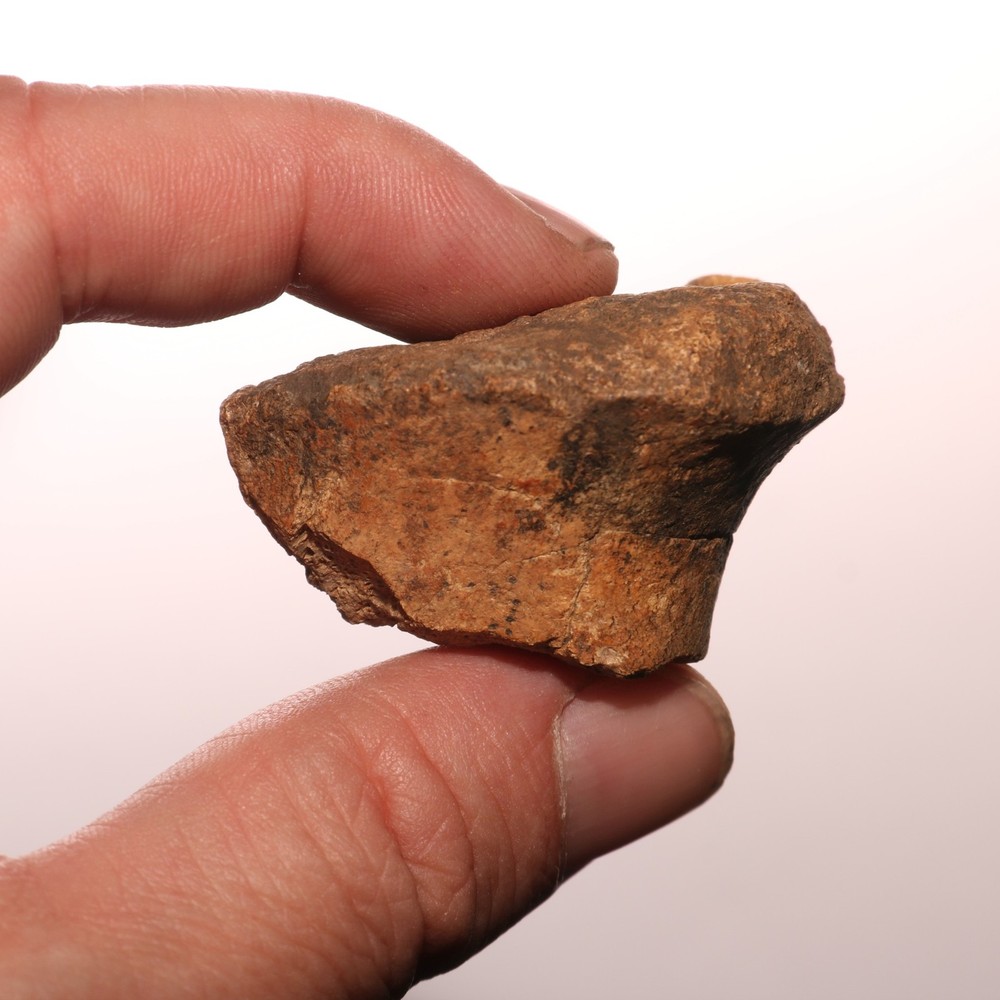 Very Nice Dinosaur Vertebrae Process Bone Fossil Hell Creek Formation Cretaceous