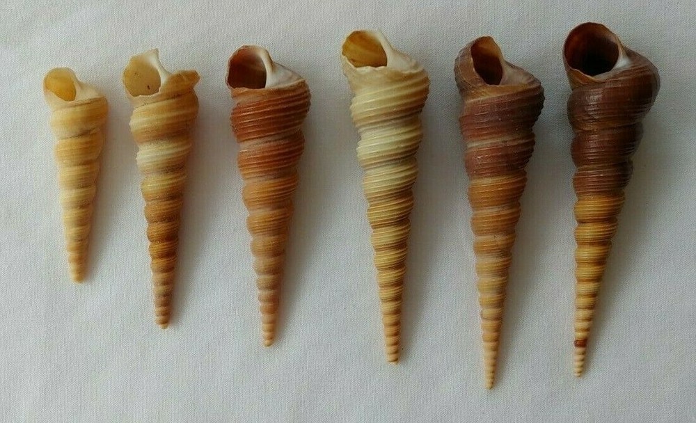 6 Turitella Sea Shells Assorted Sizes