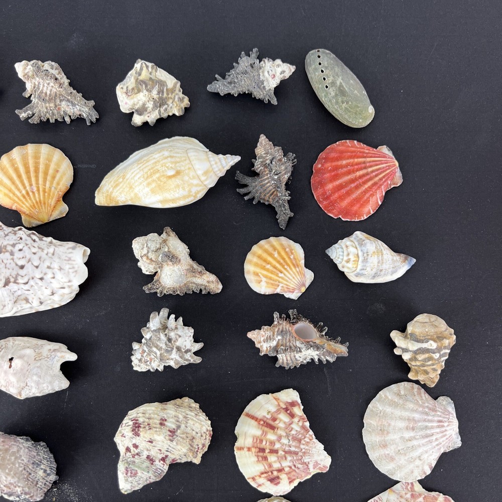 Natural Seashell Lot Various Shapes Sizes & Textures 40+