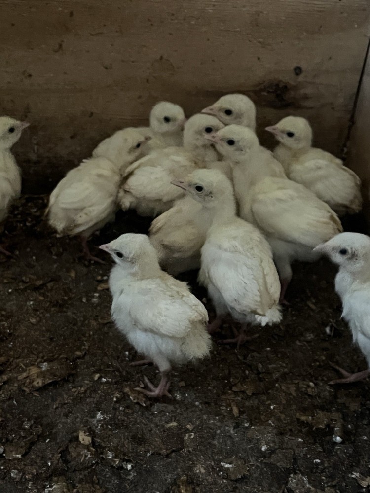 8 Royal Palm Hatching Eggs