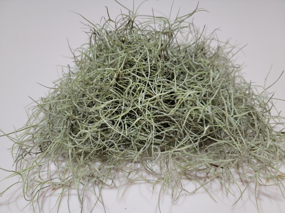 Spanish Moss