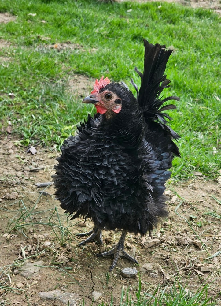 Kikiriki/Serama Mixed Hatching Eggs 12++