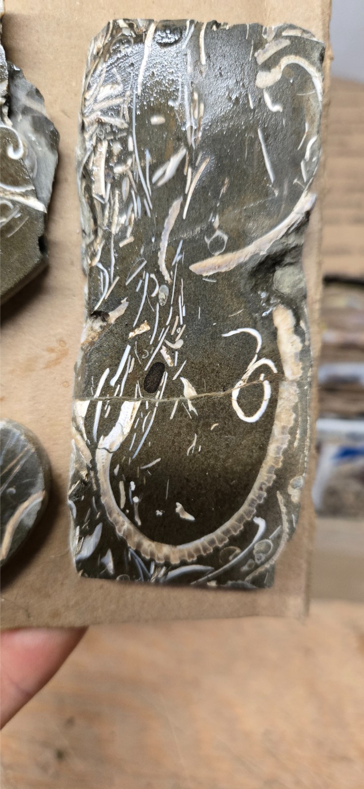 Purisma Formation Fossil Limestone, Cabochon Slabs Preforms 13 Pcs, Flat 135