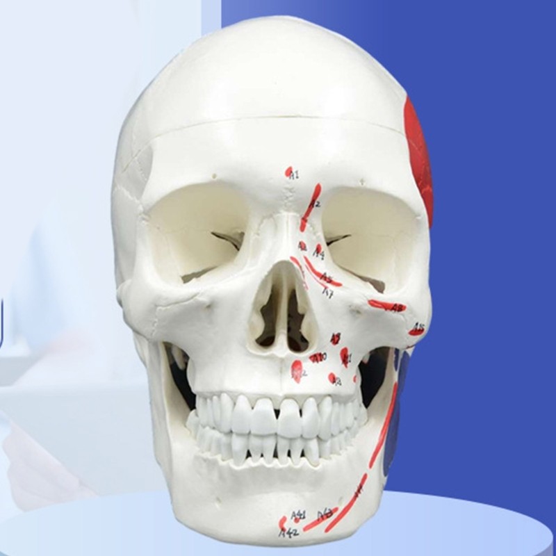 Anatomical Head Bone Model, Number Coded Human Anatomy Skull Model Teaching Aids