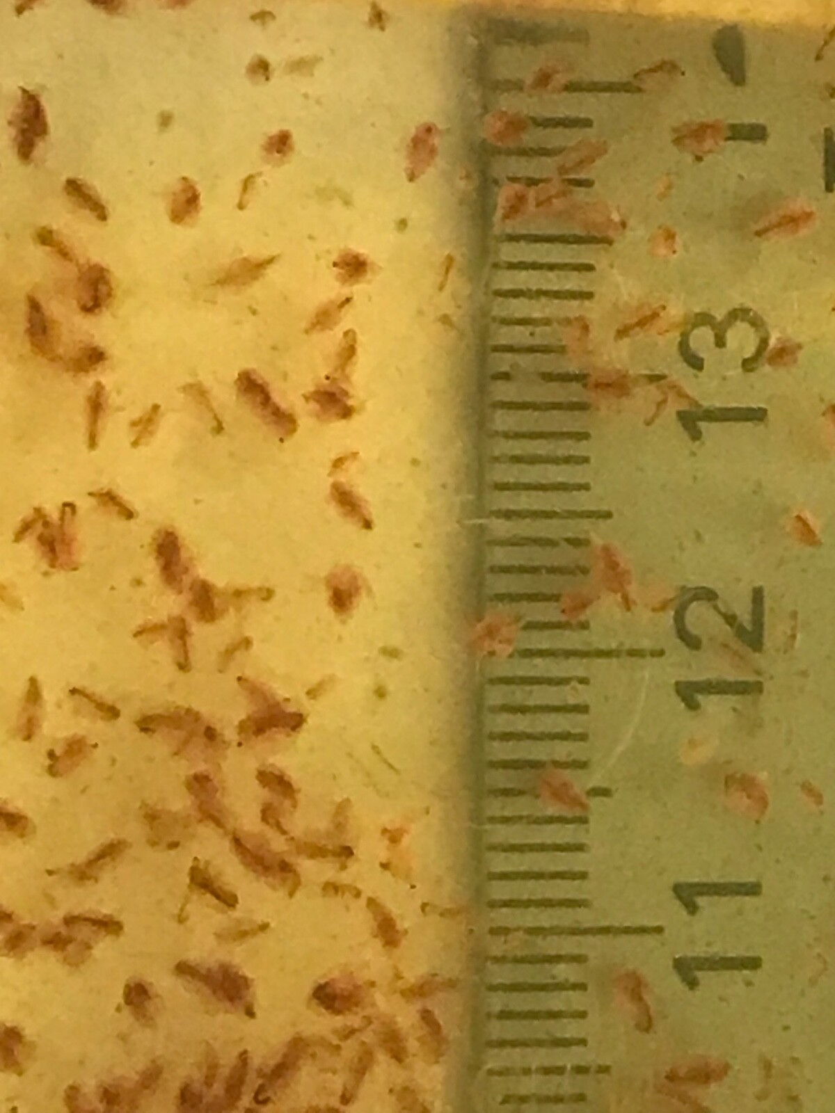 Live Daphnia magna=Water Fleas-live food*indoor container sustainable production