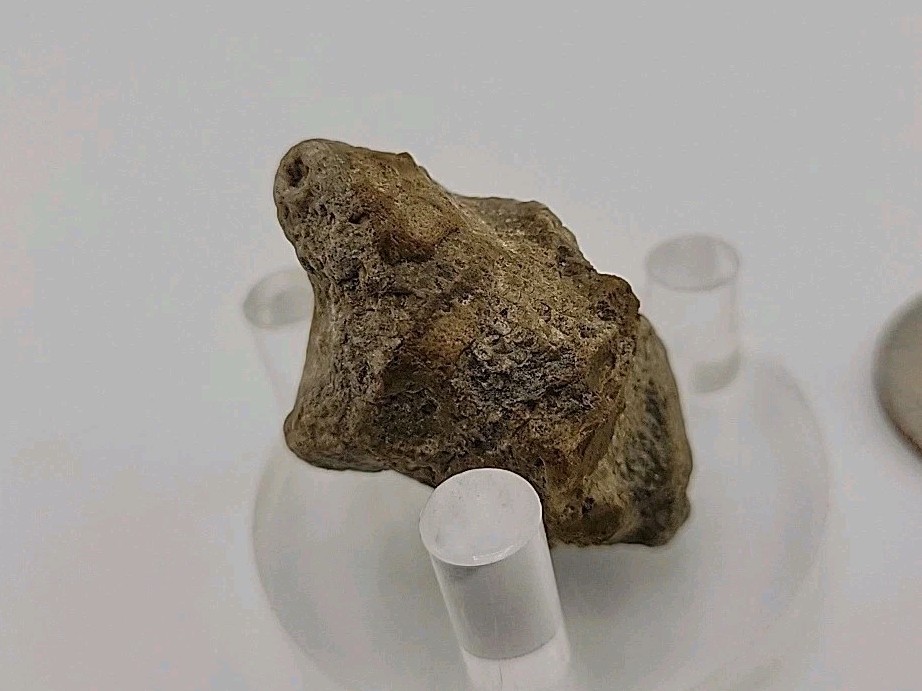 Real Permineralized Lizard 🦎 Egg Fossil