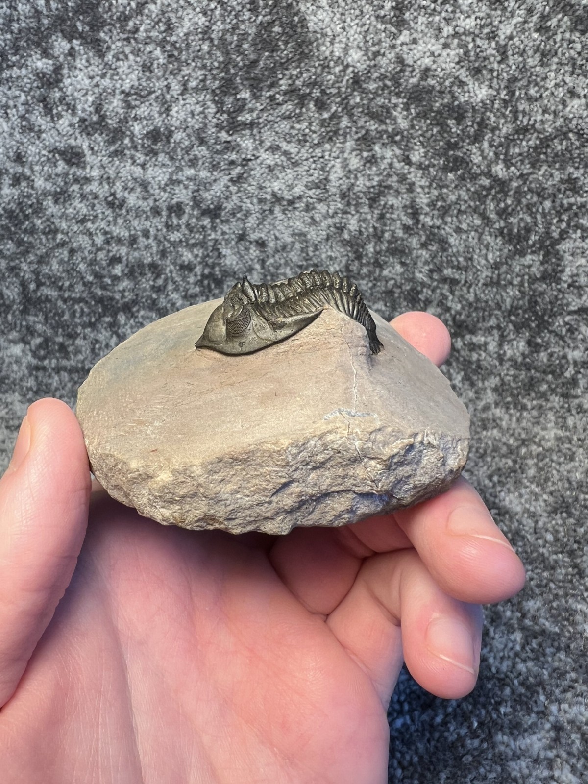 Metacanthina issoumourensis Trilobite Fossil – Collector Specimen