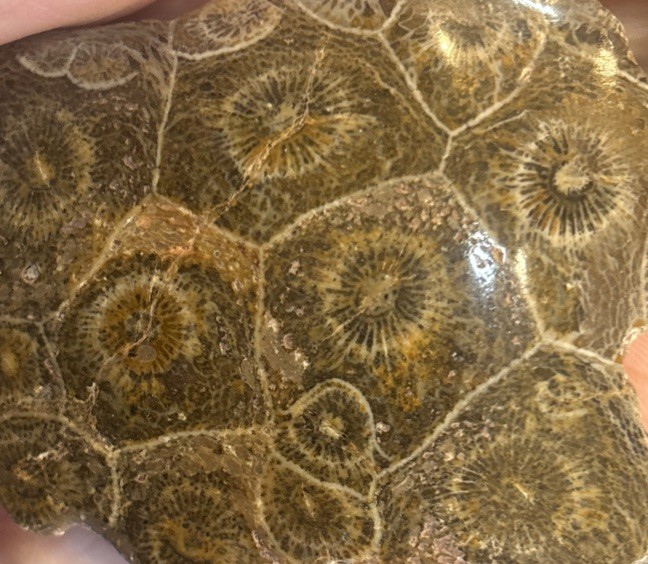 Petrified Coral End Polished