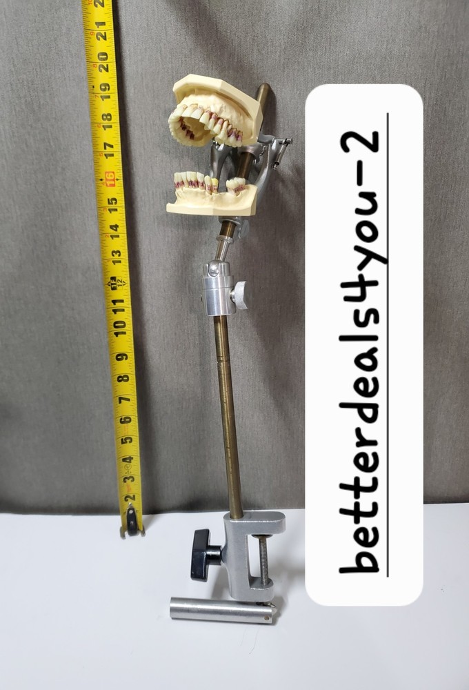 Mounted Dental Typodont Model And Mounting Pole