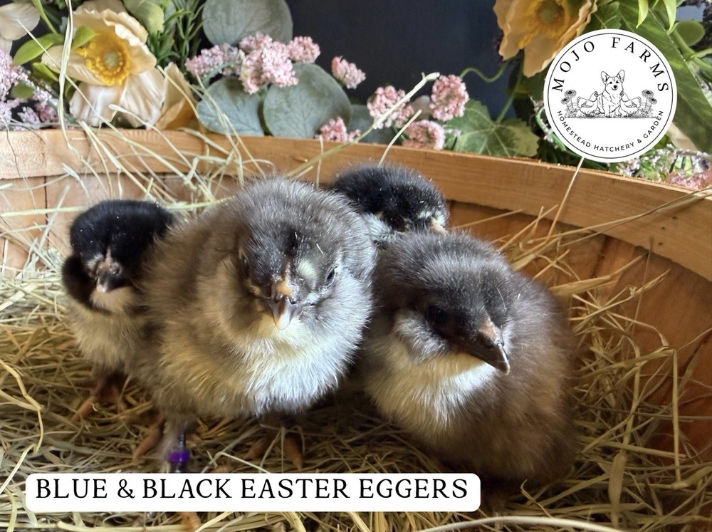 Chocolate, Mauve, Blue, and Black Easter Egger Hatching Eggs NPIP Certified