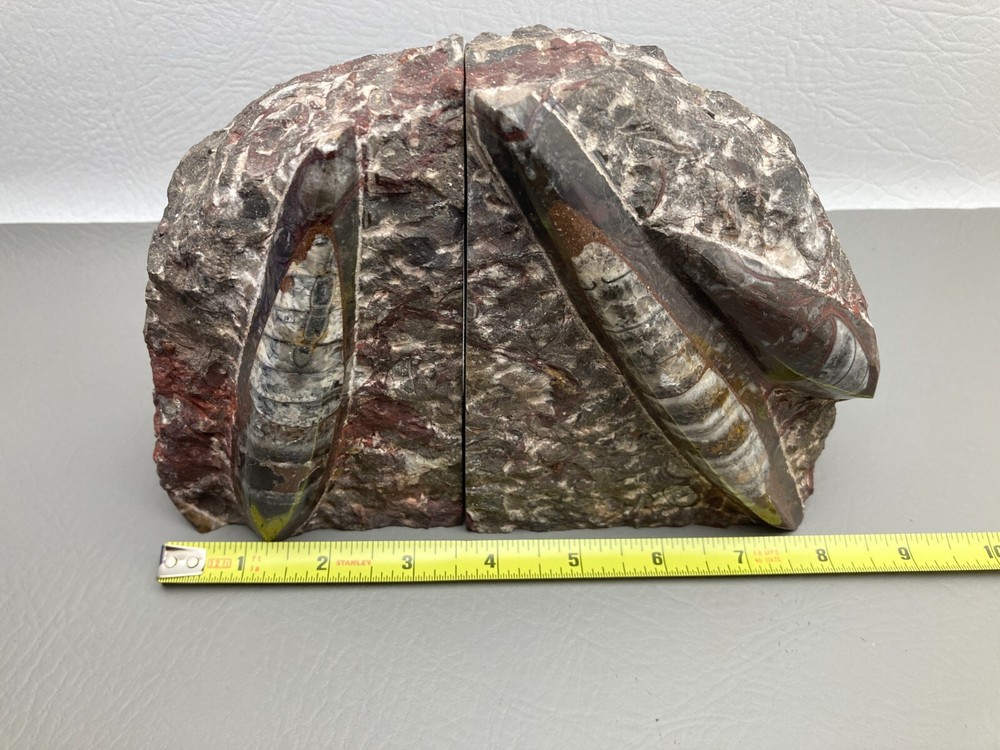 Fossil Orthoceras Bookends
