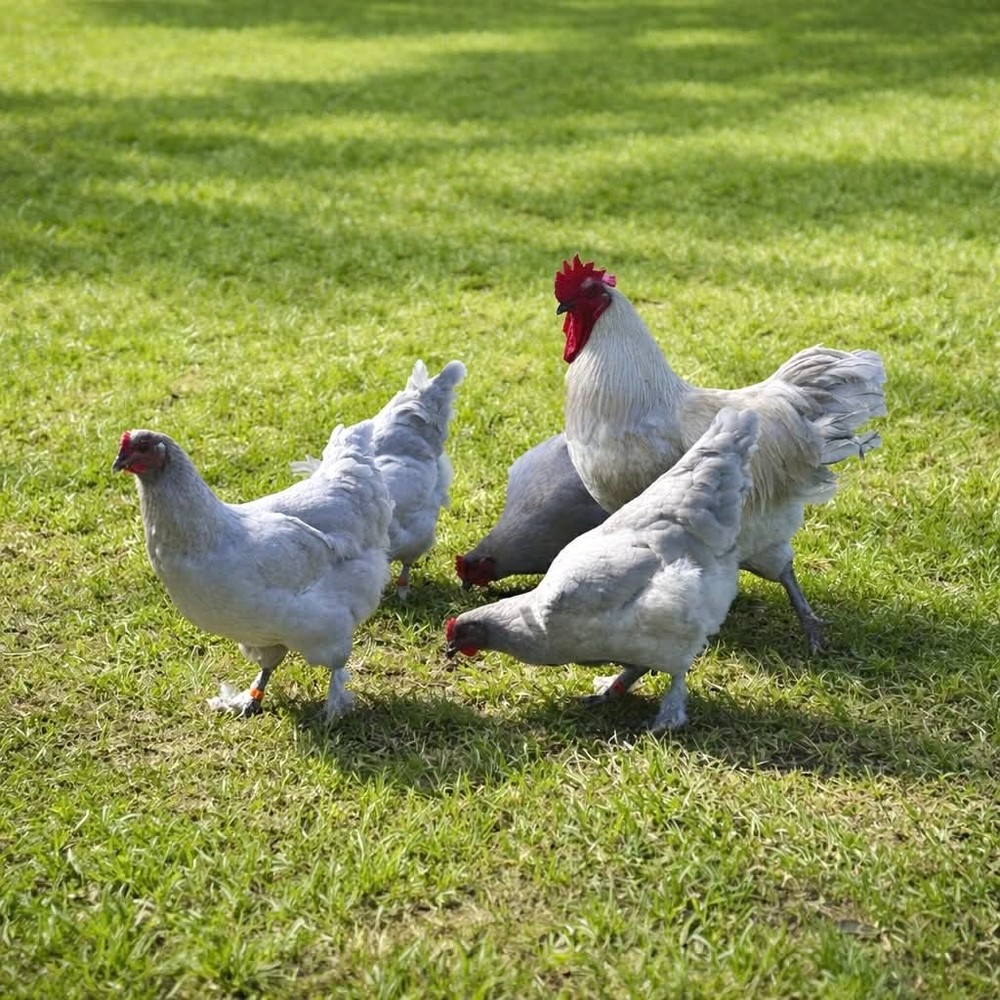 NPIP Certified: 6+ Lavender Marans Hatching Eggs!