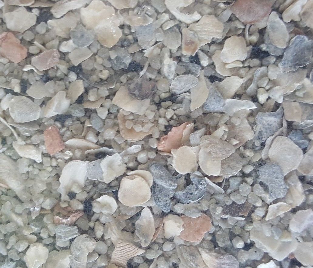 Chicken Game Bird Feed GRAIN Rooster SCRATCH W/HEALTHY OMEGAs **Choose size**