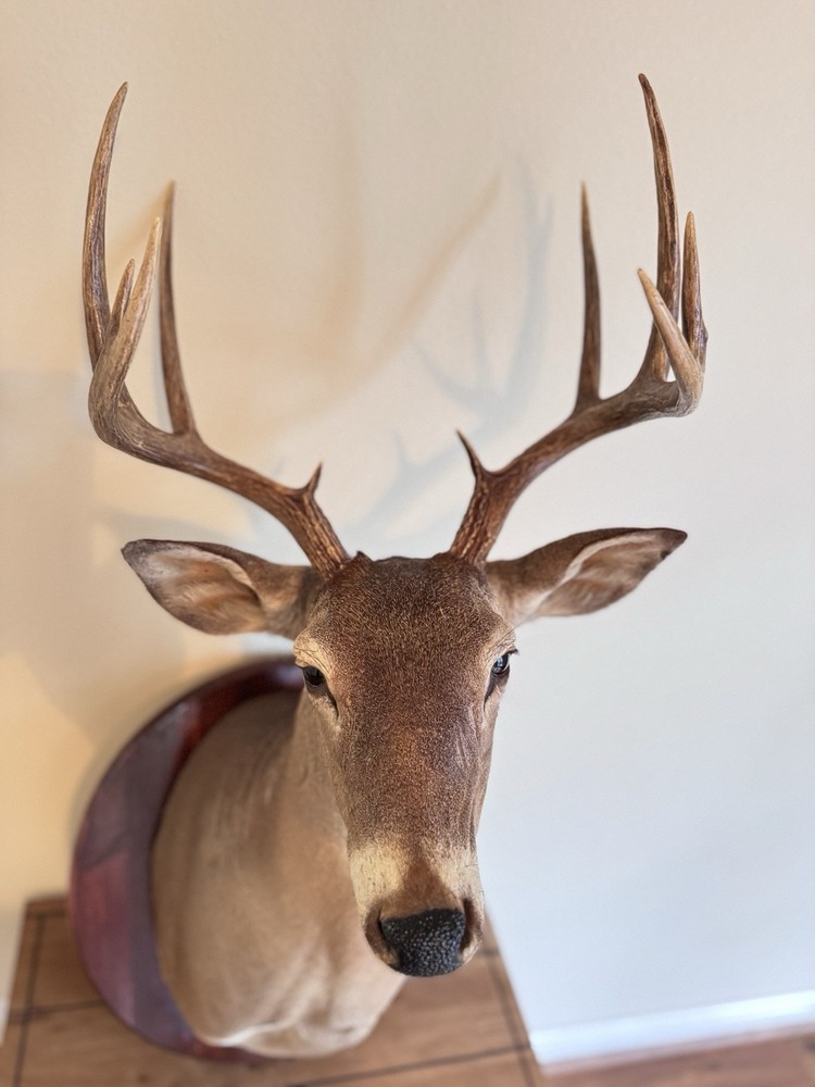 Deer Head Wall Mount With Wooden Base