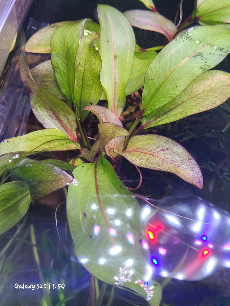 Red Rubin Amazon Sword Plant