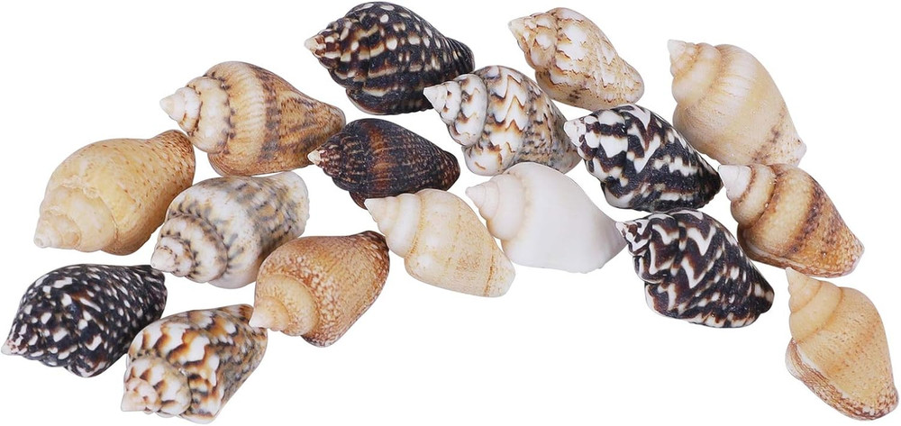 2000 PCS Tiny Mini Small Sea Shells for Crafting Spiral Conch Shells for Crafts