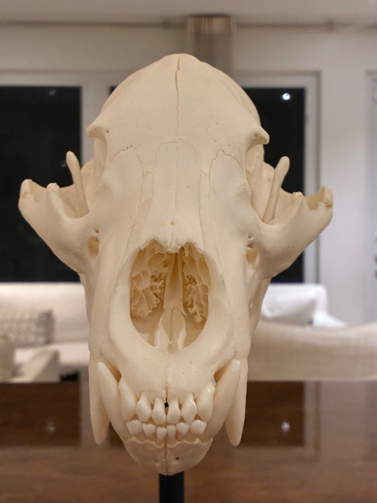 Black bear skull