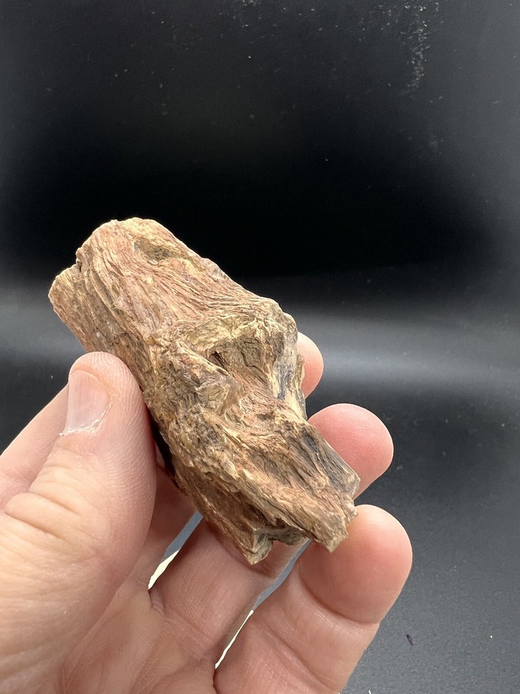 Petrified wood tree limb location unknown