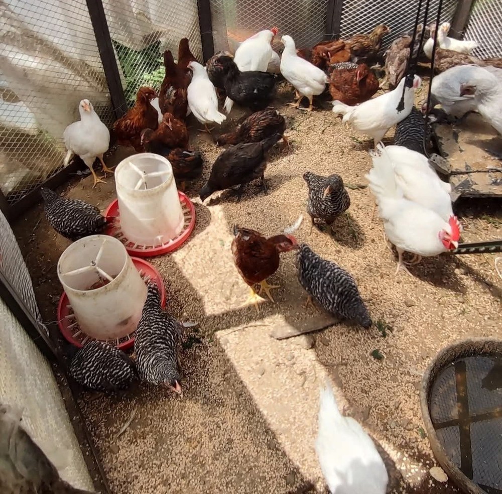 6+ Purebred Rhode Island Red Chicken Hatching Eggs