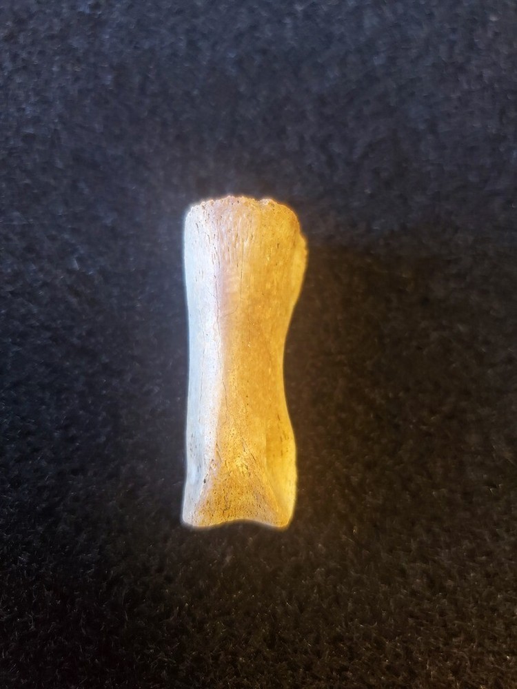 Theropod Toe Bone