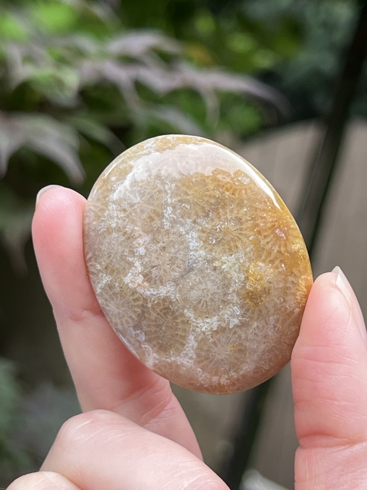 Fossilised Coral Crystal Palmstone AAA+ 19