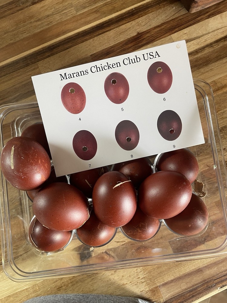 6 Black copper Marans hatching eggs