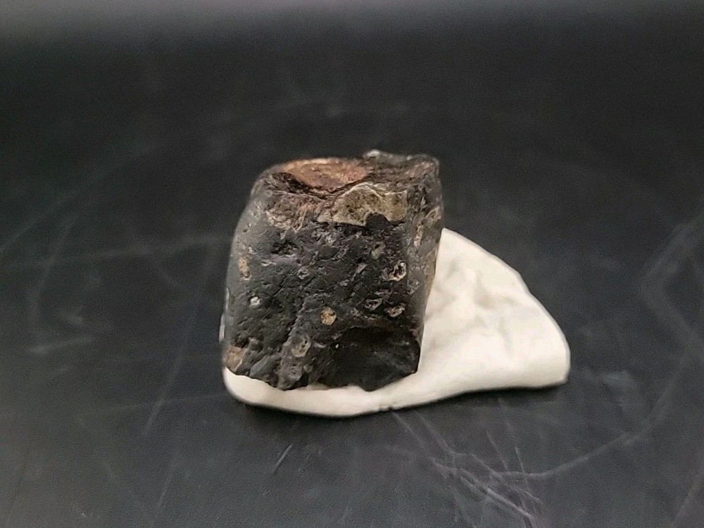 Fossil Dinosaur Tooth Unknown Species