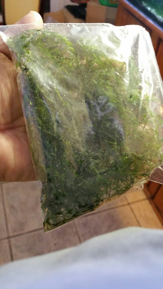 Java Moss / Taxiphyllum barbieri. Easy Low Light Aquarium Plant