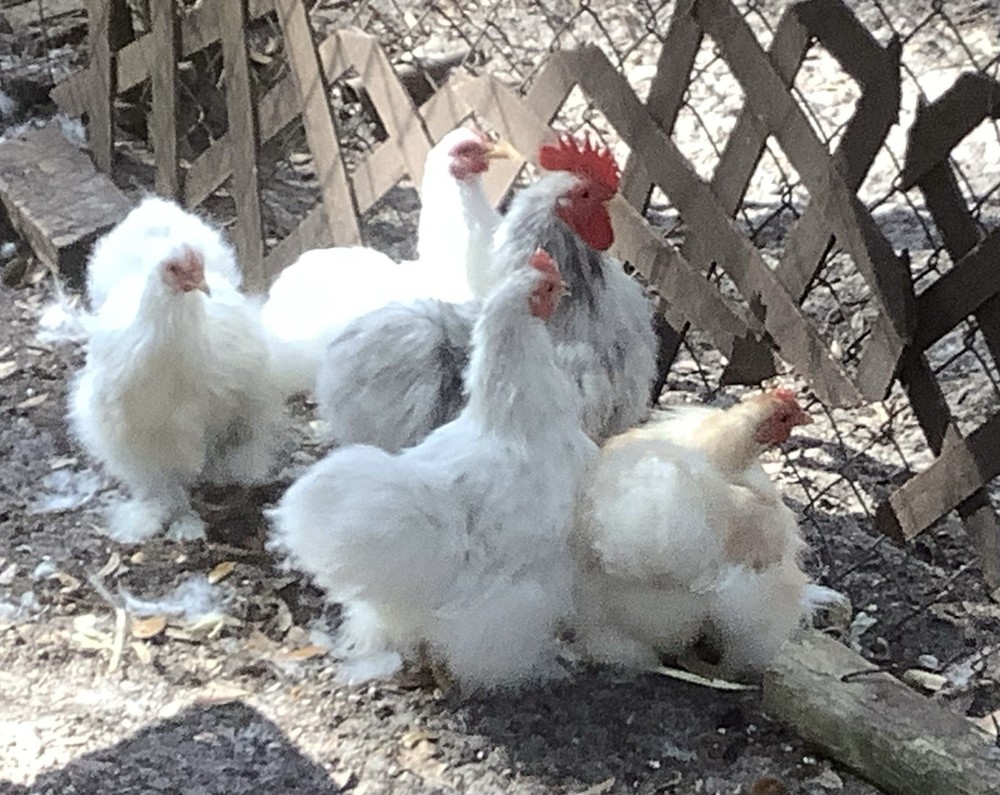 Silkied Bantam Cochin Eggs 12