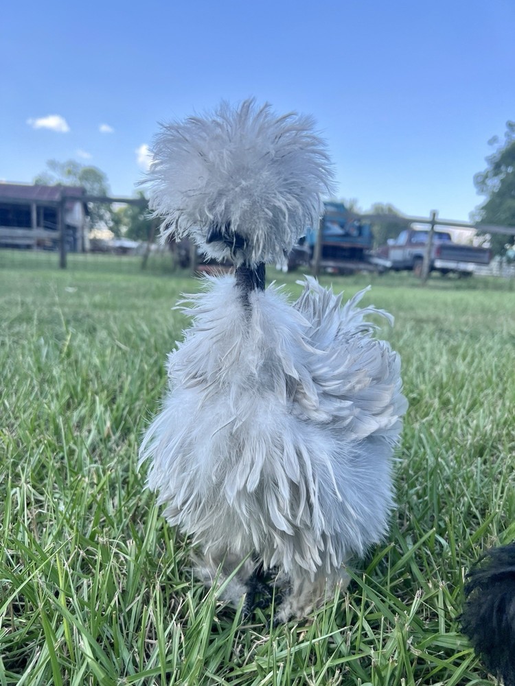 12 RARE Hens Choice Hatching Eggs NPIP