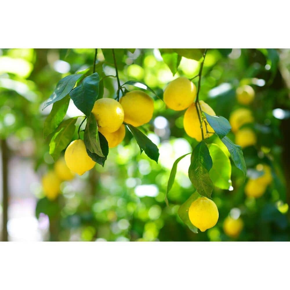 1 Gal. Improved Meyer Lemon Tree - Live Tropical, 1-Pack